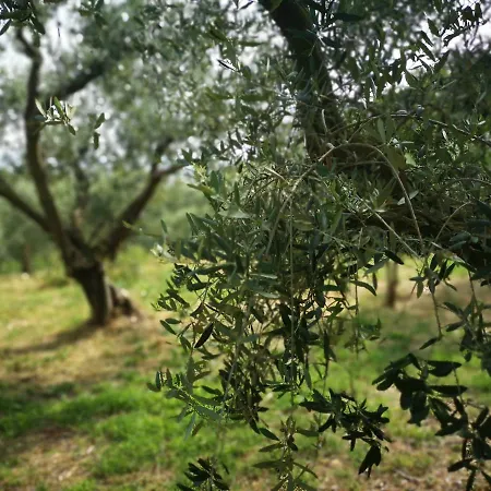 Bosco Magico Verona